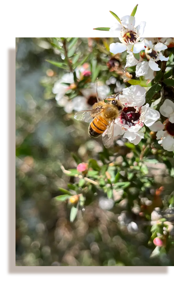 インカナム種のマヌカ木の花イメージ