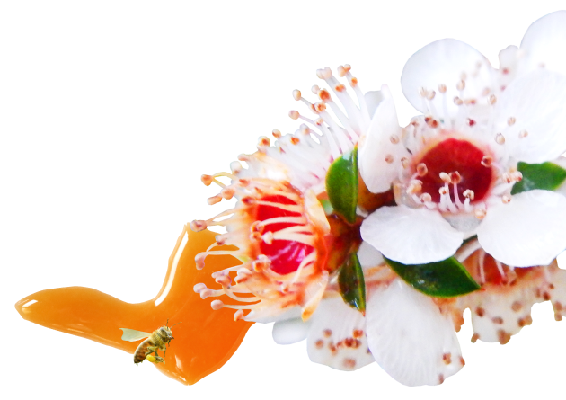 マヌカの花イメージ