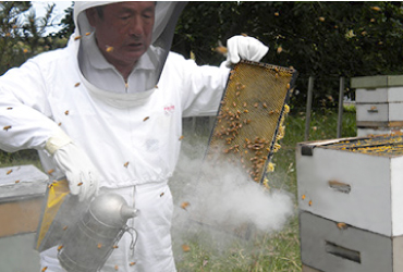 養蜂家 辻重 養蜂作業風景1