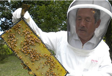 養蜂家 辻重 養蜂作業風景2