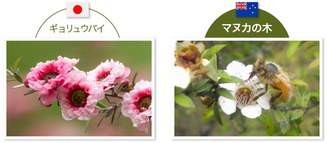 インカナム種の花と園芸種の花の比較画像