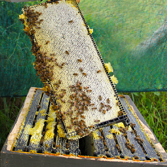 養蜂作業画像1