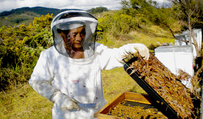 養蜂作業画像2