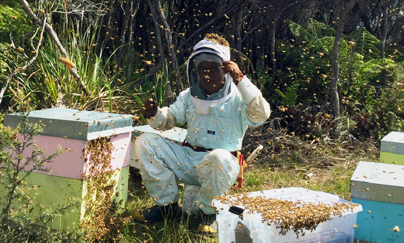 TCNの養蜂作業イメージ画像