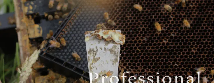 Professional