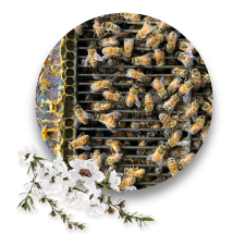 蜂の巣 イメージ画像