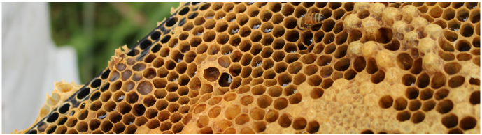 蜂の巣の画像