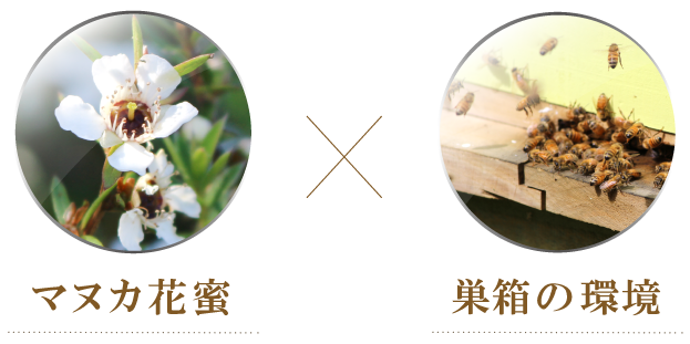 マヌカ花蜜×巣箱の環境