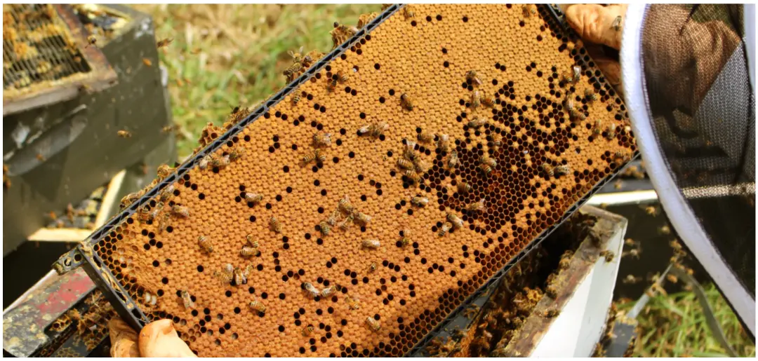 ストロングマヌカハニーMGO®860+｜マヌカハニー販売サイト 通販購入