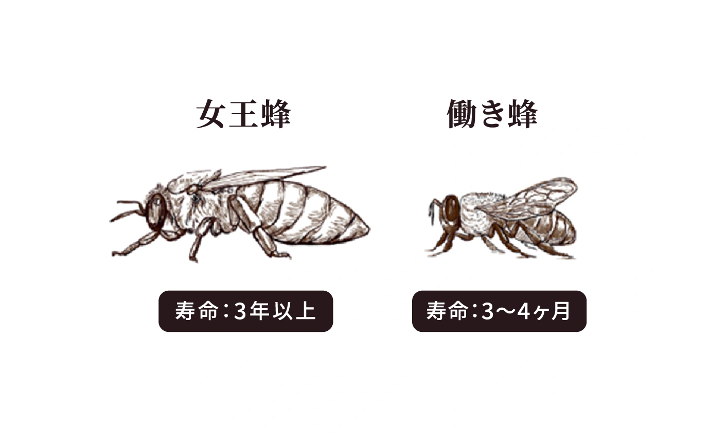 ローヤルゼリーは、はちみつとは違うの?